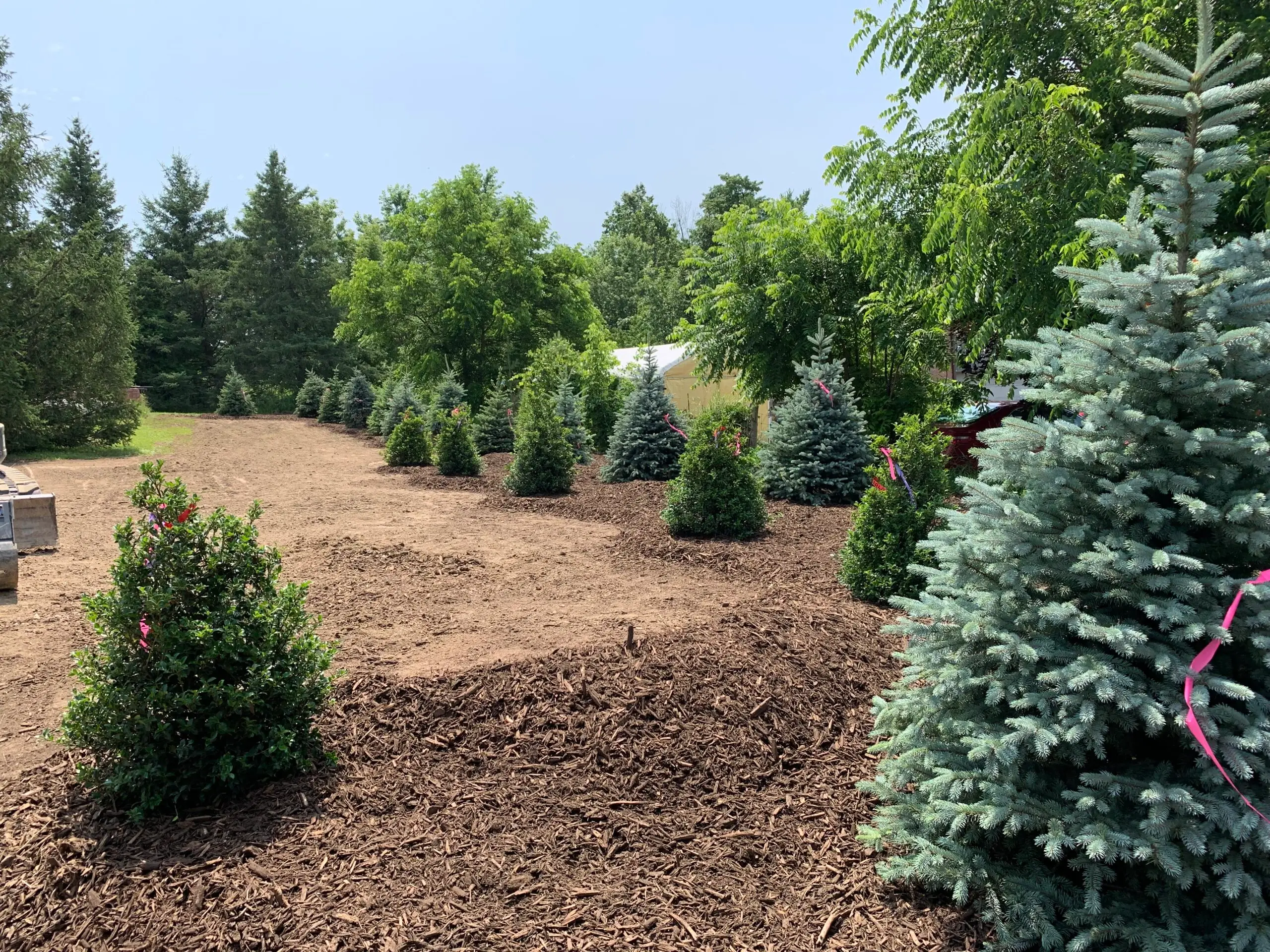 Landscape Tree Installation